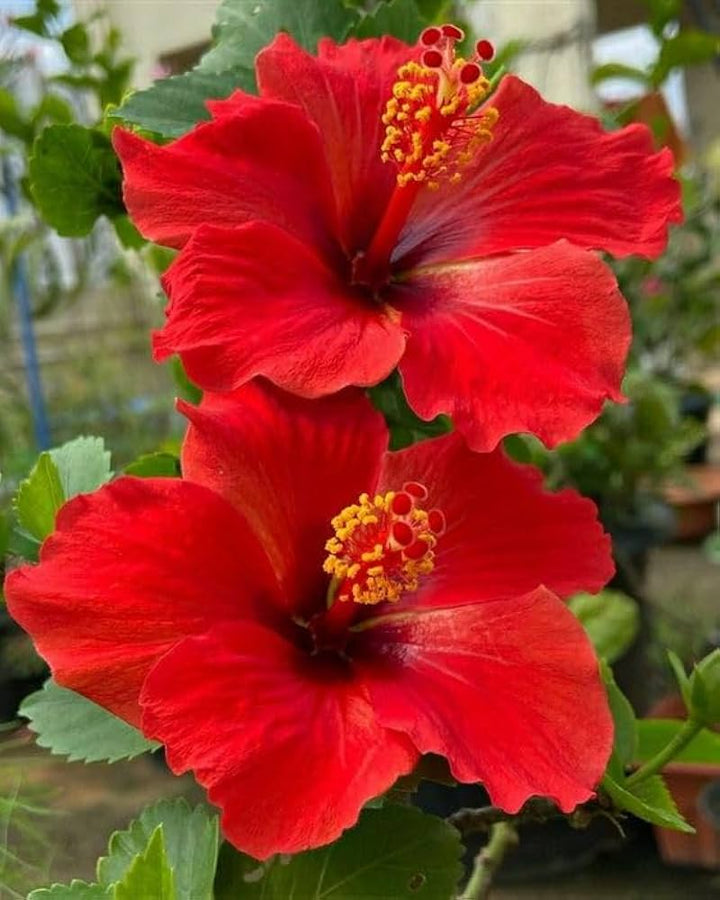 Red Hibiscus Rosa-Sinensis Flower Seeds – Heirloom, Non-GMO Flower Seeds for Planting
