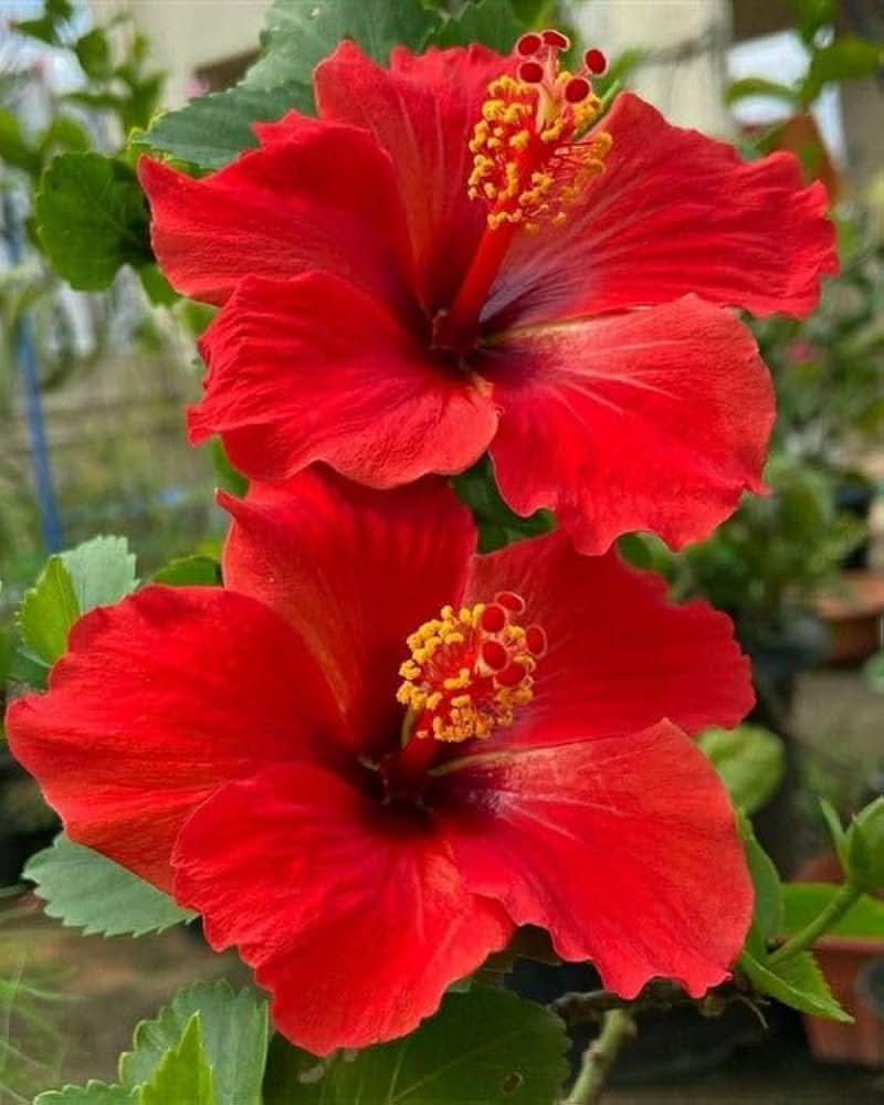 red hibiscus flower seeds