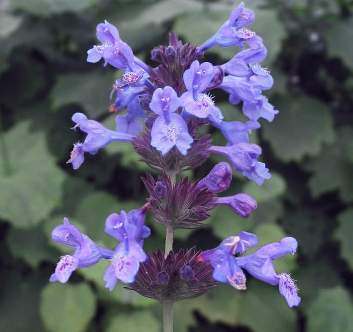 Lavender Catnip Plant Seeds for Planting – Heirloom, Non-GMO, High Germination Organic Garden Seeds