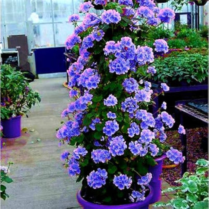 Dark Blue Geranium (Pelargonium) Flower Seeds – Heirloom, Non-GMO, High Germination Organic Garden Seeds for Planting