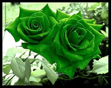 Flower Seeds, Seeds for Planting, Plant Seeds