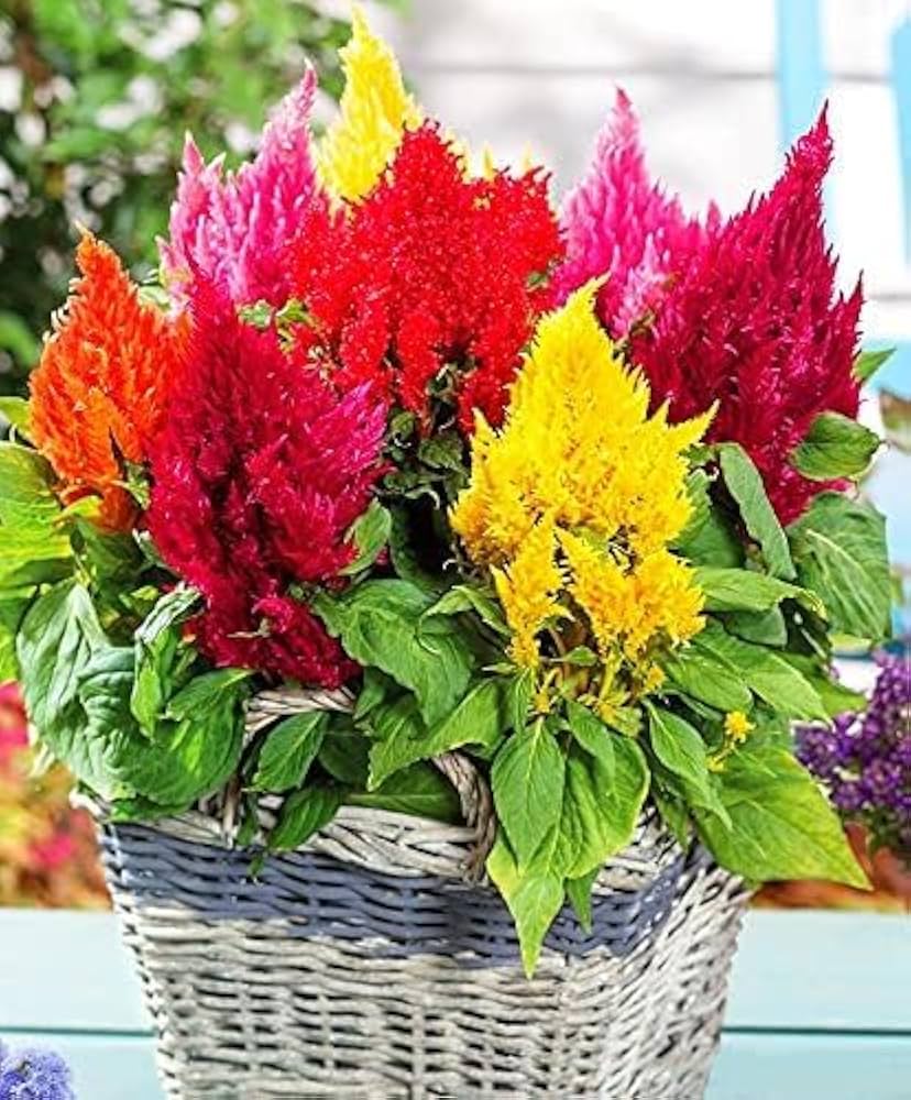 silver celosia flower seeds
