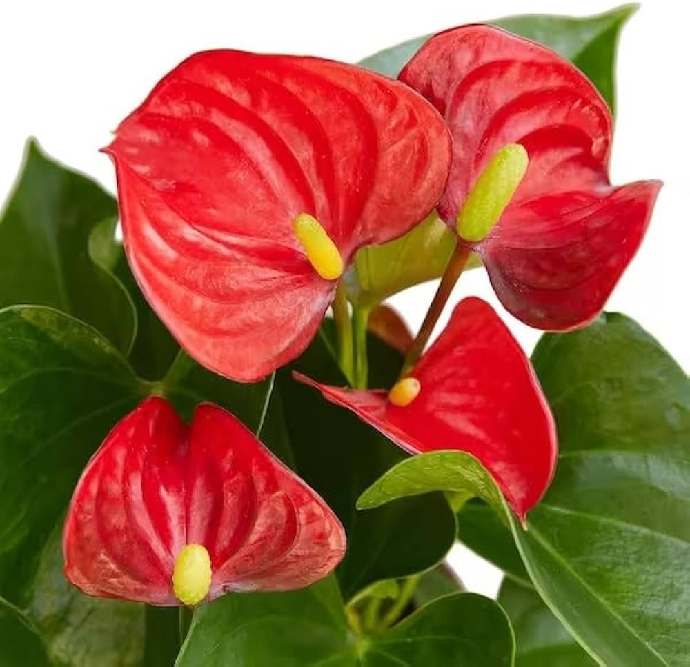 Anthurium Light Red Flower Seeds for Planting 100 pcs