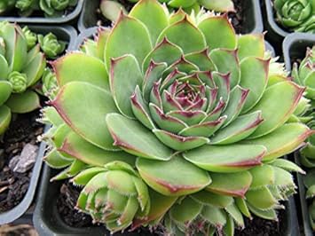 green organic flower seeds