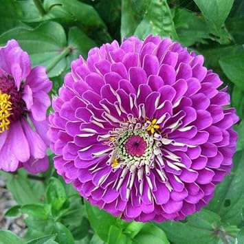 purple zinnia flower seeds