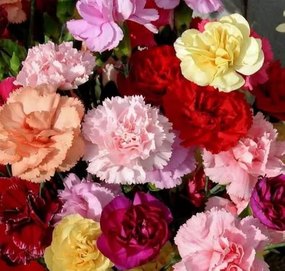 carnation mixed flower seeds