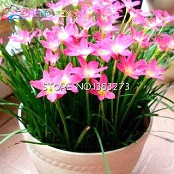 Flower Seeds, Seeds for Planting, Plant Seeds