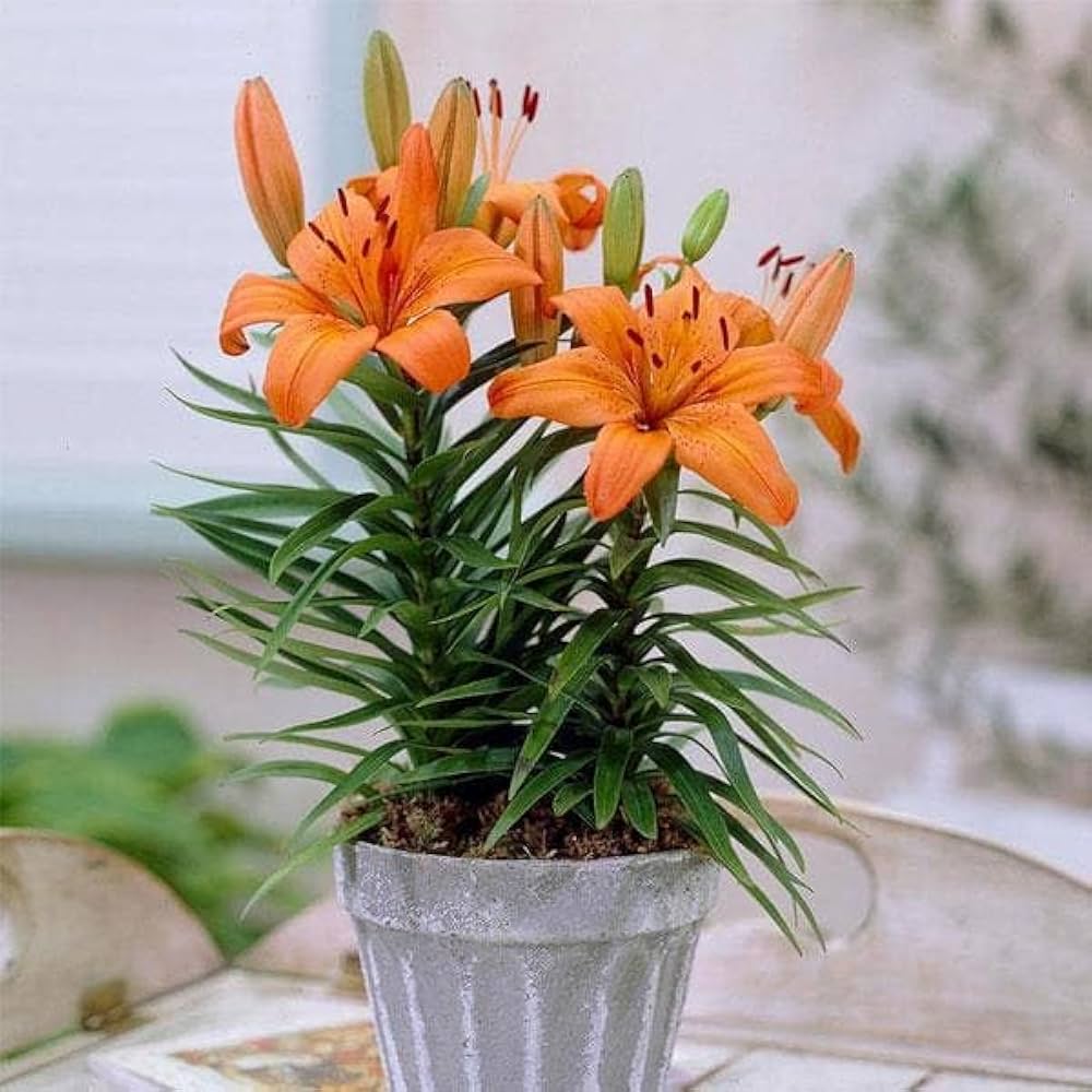 Orange Hemerocallis Flower Seeds for Garden - Heirloom, Non-GMO, High Germination Organic Seeds