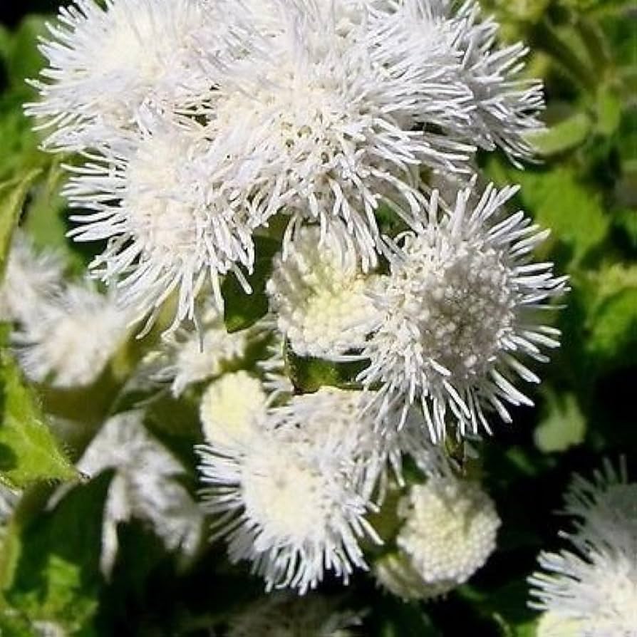 white ageratum flower seeds