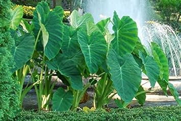 Flower Seeds, Seeds for Planting, Plant Seeds