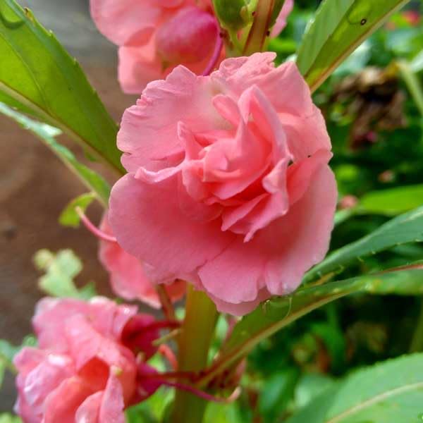 Light Pink Balsam Camellia Flower Seeds – Heirloom Non-GMO High Germination Organic Garden Seeds for Planting