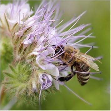 purple organic flower seeds