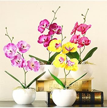 mixed doritaenopsis flower seeds