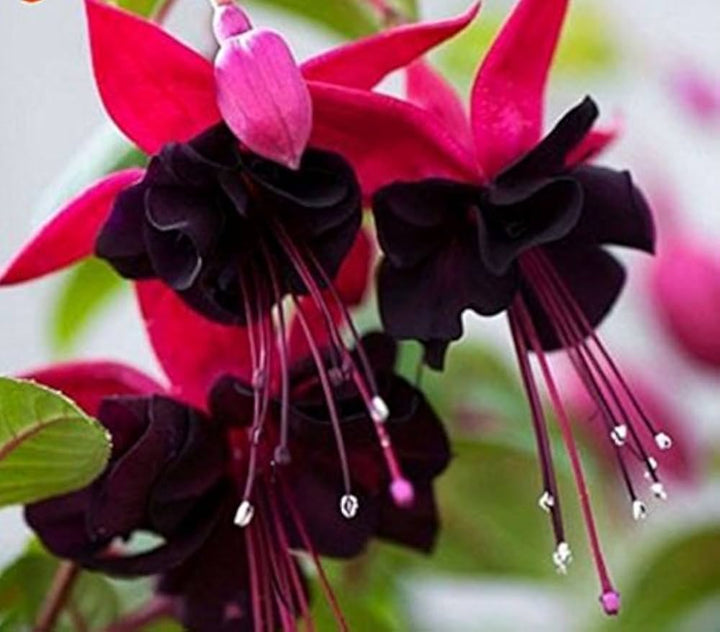 Fresh Fuchsia Flower Seeds for Planting, Pink Maroon 100 pcs