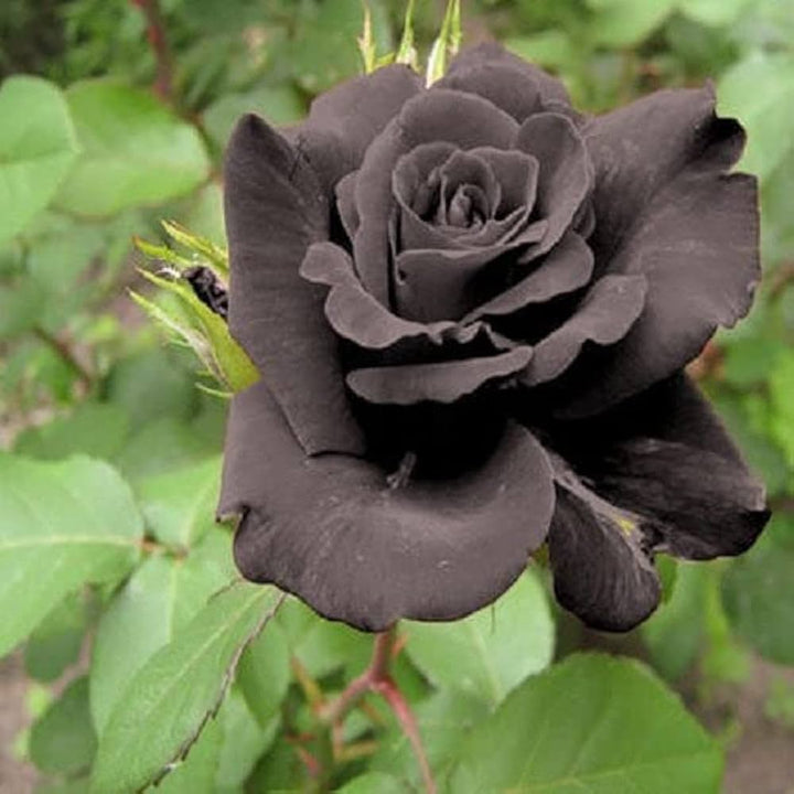 Black Dragon Rose Flower Seeds for Planting, 100 pcs