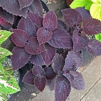 black heirloom flower seeds