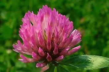 pink trifolium flower seeds