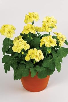Flower Seeds, Seeds for Planting, Plant Seeds