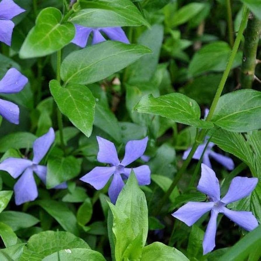 Blue Vinca or Periwinkle Flower Seeds for Planting - 100 pcs