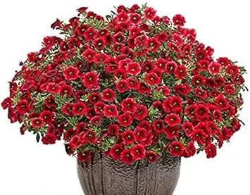 red calibrachoa flower seeds