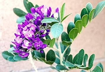 purple mescal flower seeds