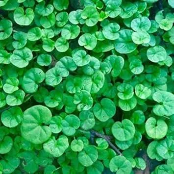 green heirloom flower seeds
