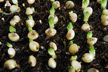 Flower Seeds, Seeds for Planting, Plant Seeds
