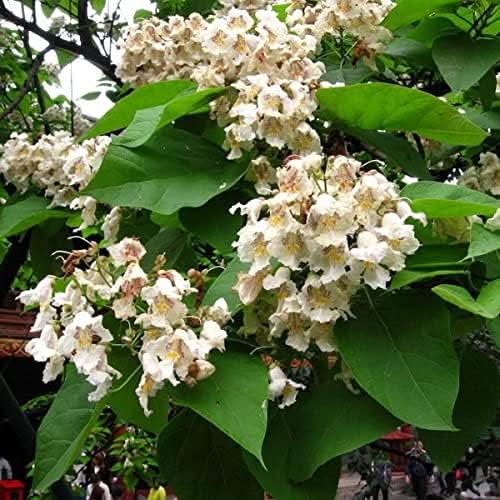 heirloom non flower seeds