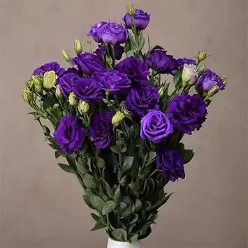 blue deep flower seeds