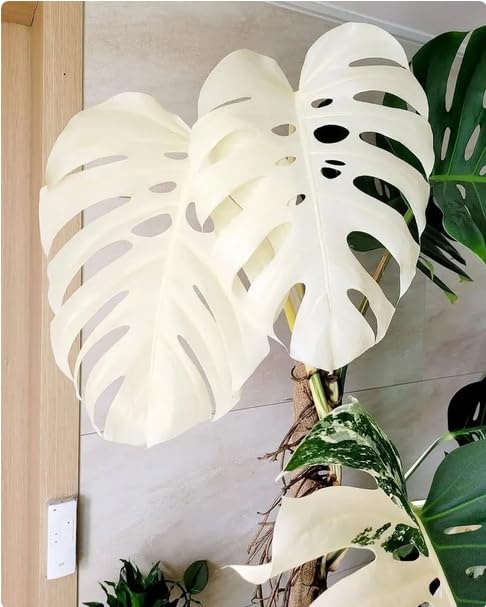 all white monstera albo Monstera Albo Variegata – Rare Tropical Houseplant with Stunning White & Green Leaves