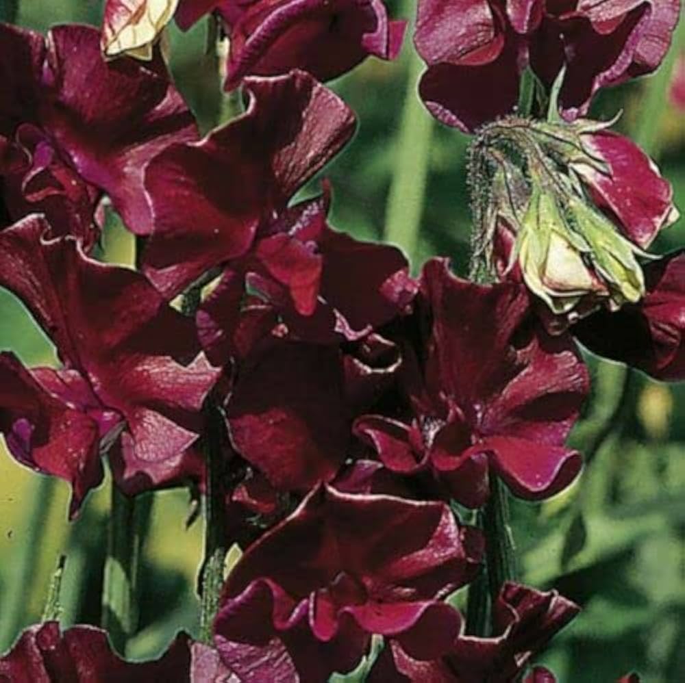 sweet pea flower seeds