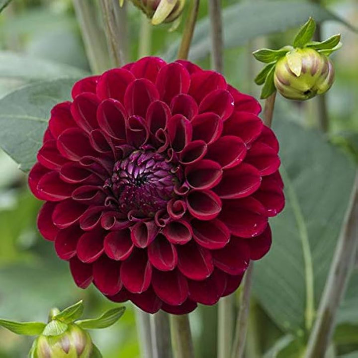 Friske Dahlia Blomsterfrø til udplantning, Rød 100 stk