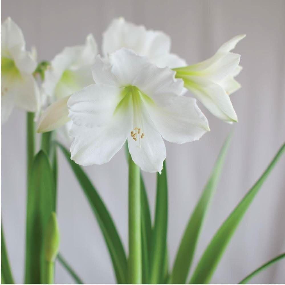 white amaryllis flower seeds