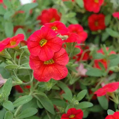 red scarlet flower seeds