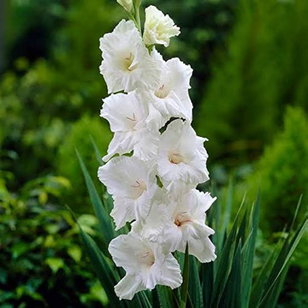 Fresh Gladiolus Flower Seeds for Planting, White 100 pcs