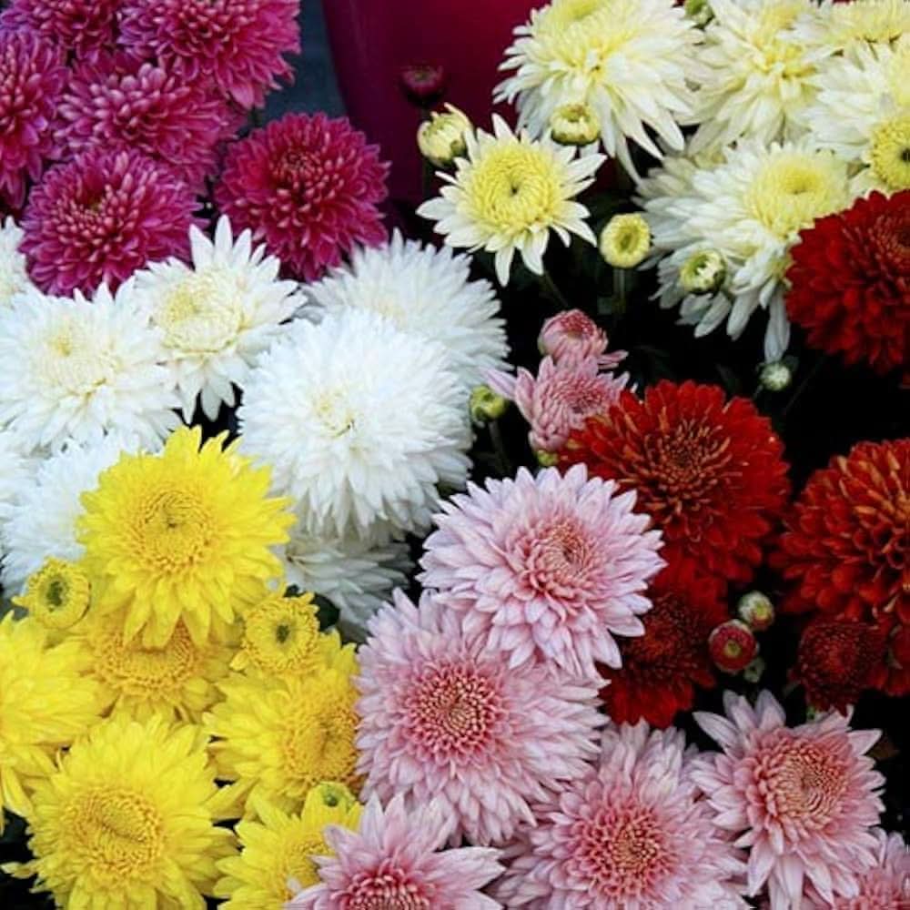 chrysanthemum chrysanthemum flower seeds
