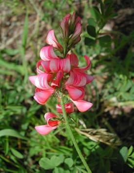 pink sainfoin flower seeds