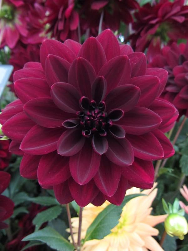 Maroon Dahlia Flower Seeds for Planting 100 pcs