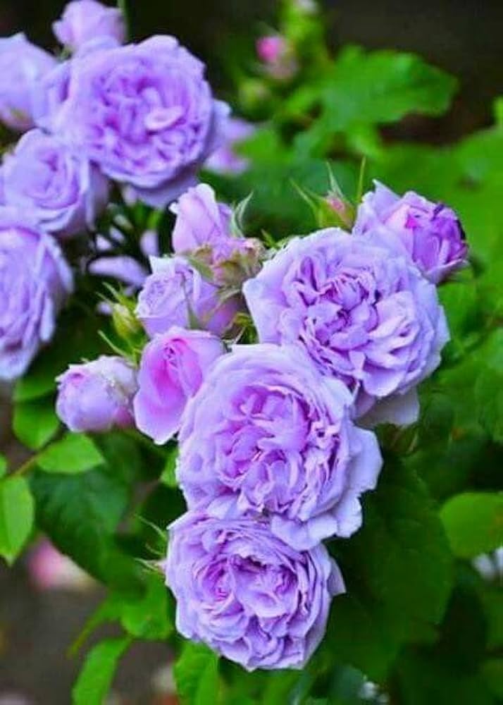 Violet Climbing Rose Flower Seeds - 100 pcs