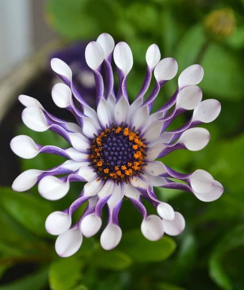 osteospermum osteospermum flower seeds