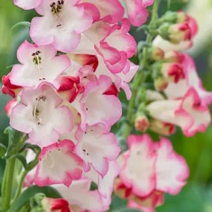 Pink Penstemon blomsterfrø til plantning - 100 stk