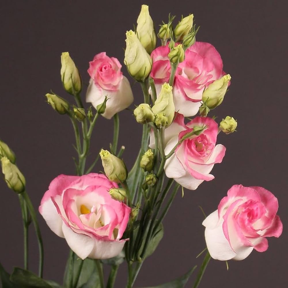 lisianthus flower flower seeds