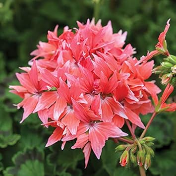 Flower Seeds, Seeds for Planting, Plant Seeds