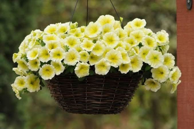 yellow petunia flower seeds