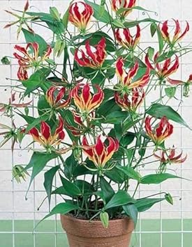 red yellow flower seeds