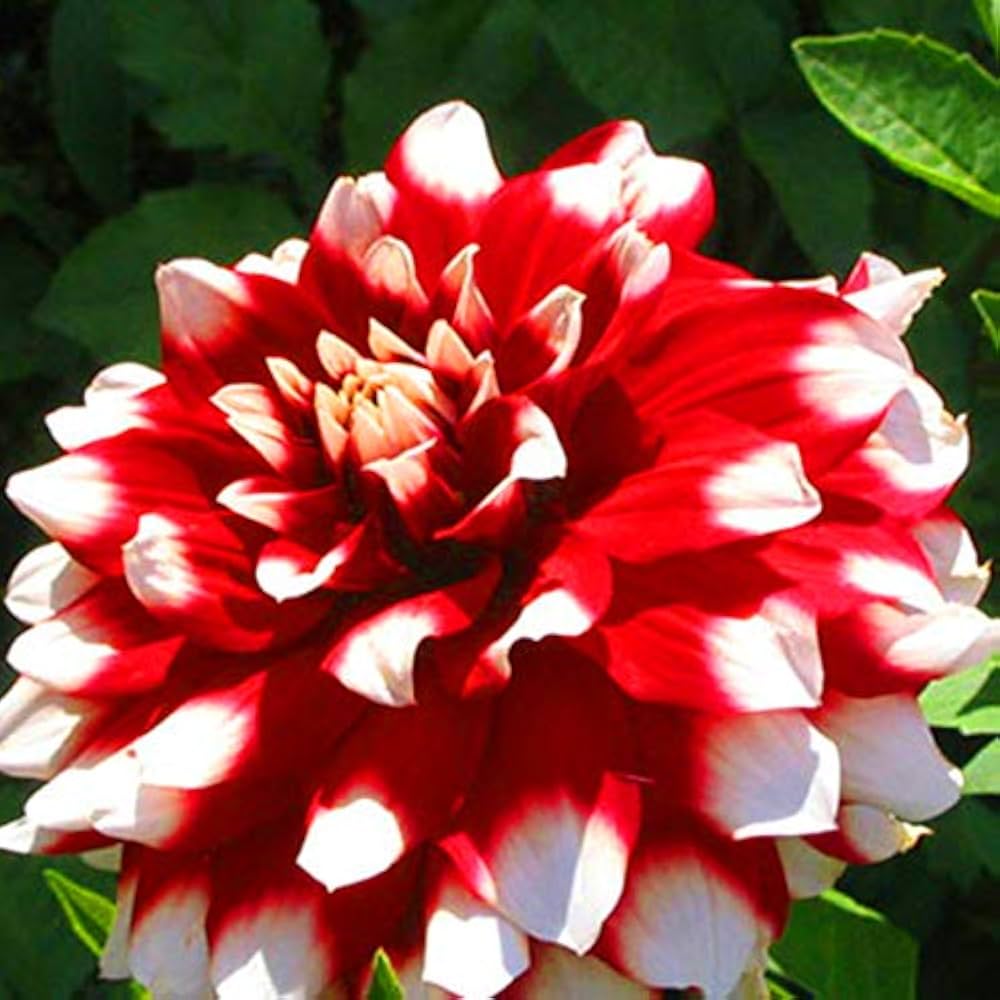 Dahlia Flower Seeds for Planting - White & Red 100 pcs