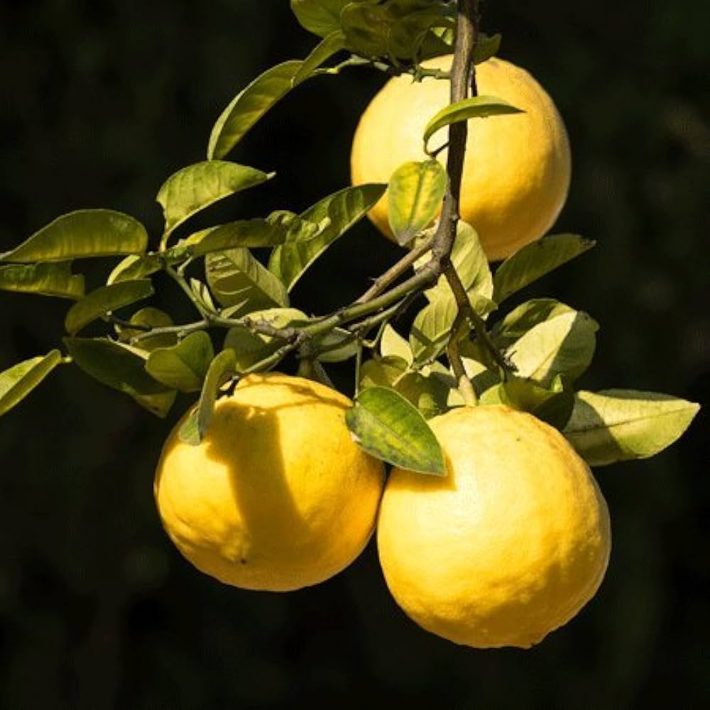 Lemon Tree Seeds for Gardening | Fragrant Citrus Fruits  100 pcs