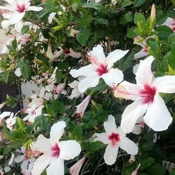 Flower Seeds, Seeds for Planting, Plant Seeds