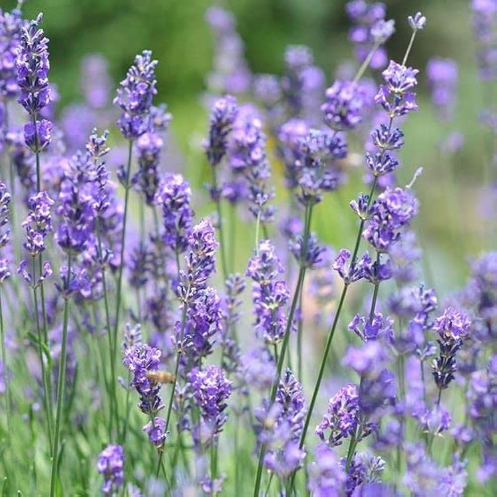 lavender lavandula flower seeds