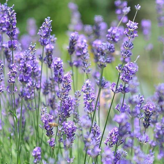 Organic Heirloom Non-GMO Blue Lavandula Munstead Seeds for Planting – Vibrant Blooms